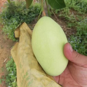 一级半高乐蜜芒果玉芒大青芒