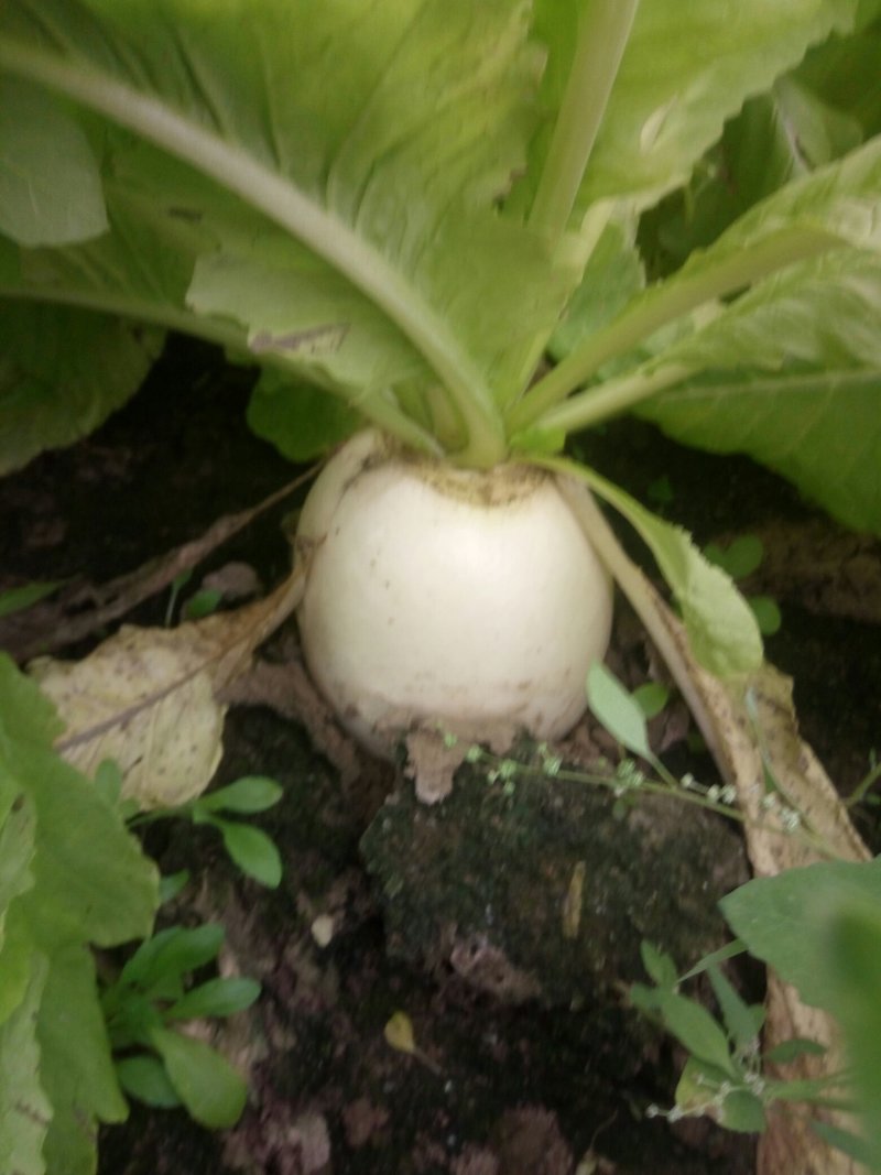 白萝卜泥萝卜大量上市