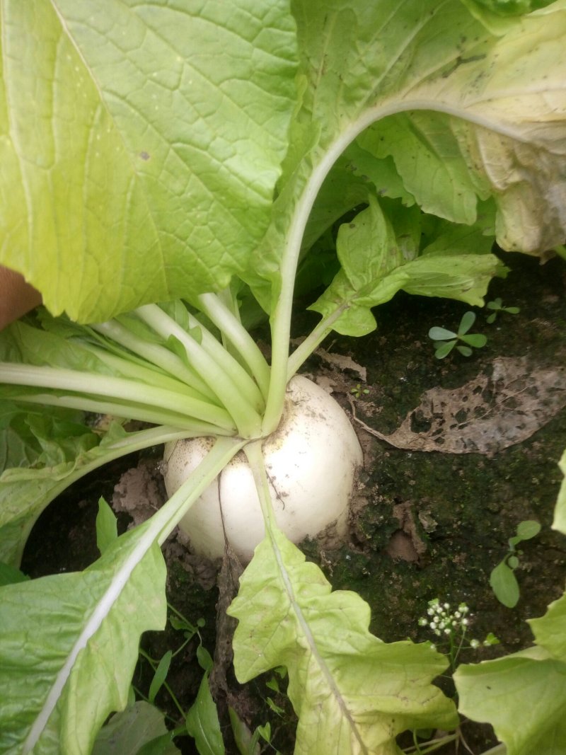 白萝卜泥萝卜大量上市