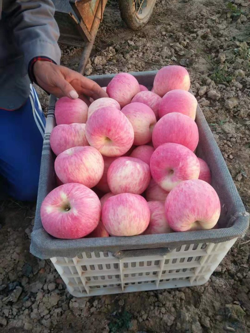 甘肃会宁冰糖心套袋苹果