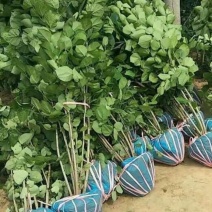 紫荆巨紫荆丛生紫荆大卜紫荆80--250厘米