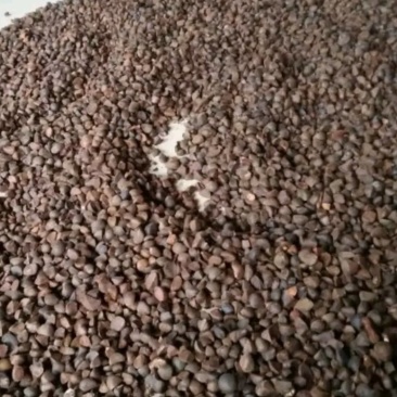 优质油茶籽