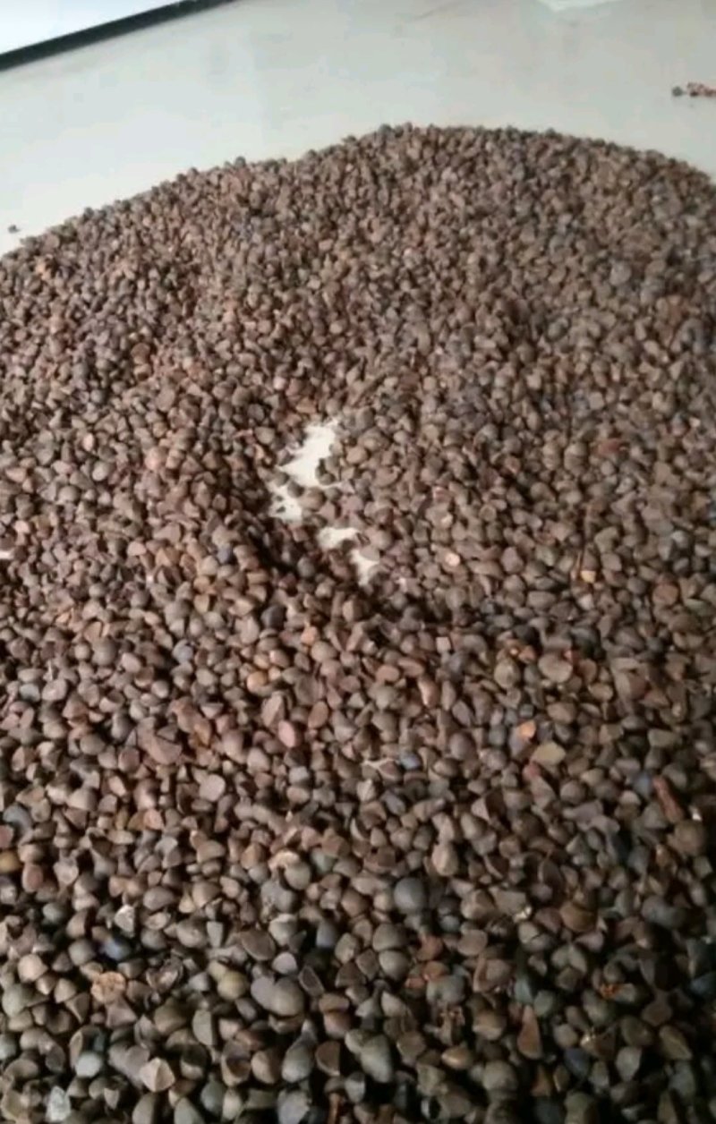 优质油茶籽