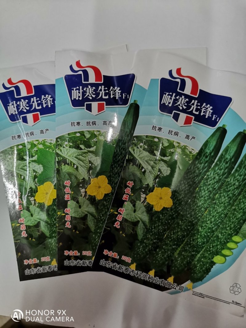 【耐寒先锋】杂交黄瓜种子耐低温耐弱光高产抗病大田基地用种