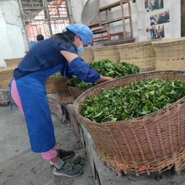 自家产六堡茶