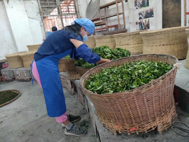 自家产六堡茶