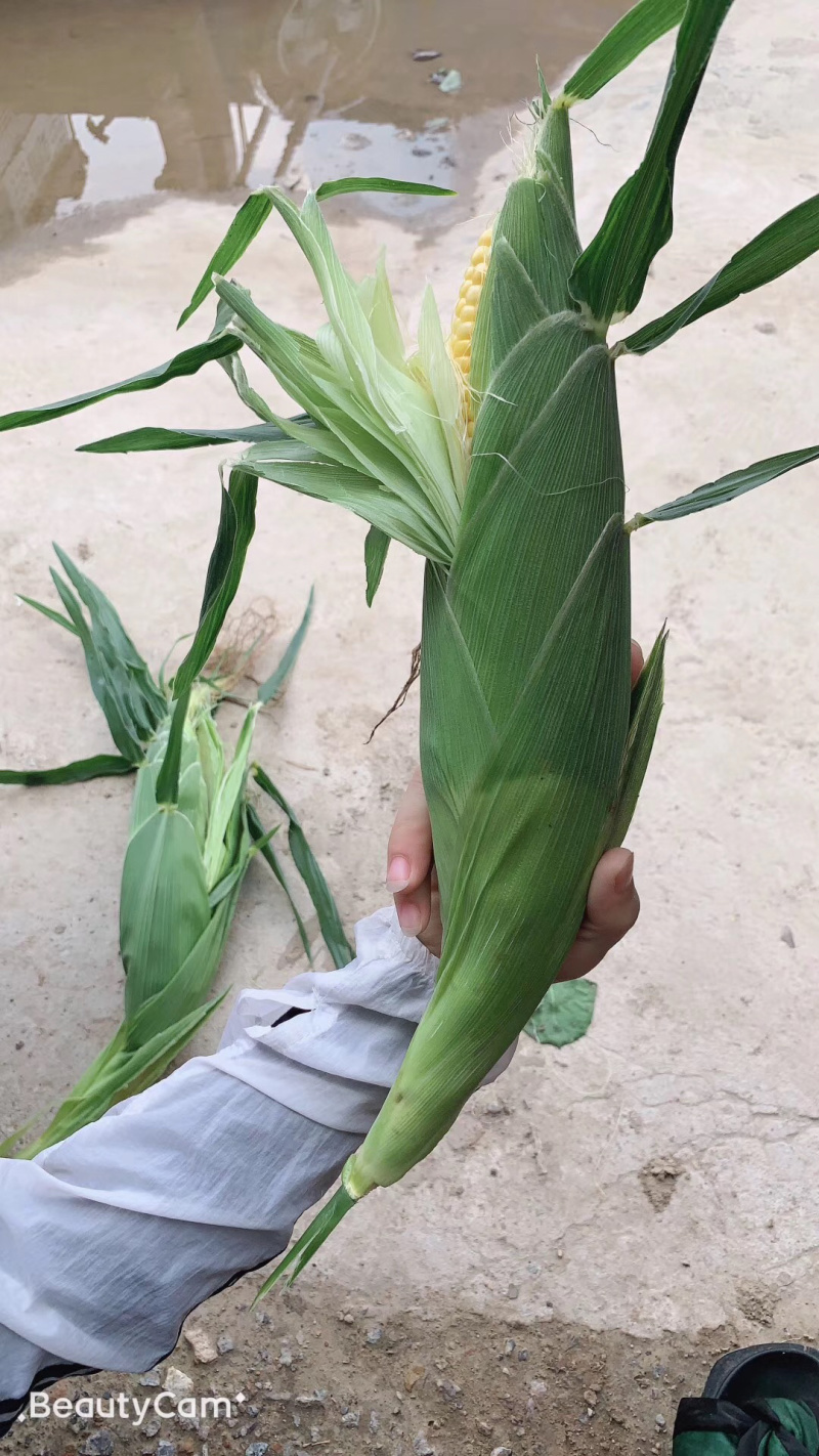 泰阳花