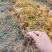 ]木绣球苗(大花水亚木)木绣球小苗木绣球工