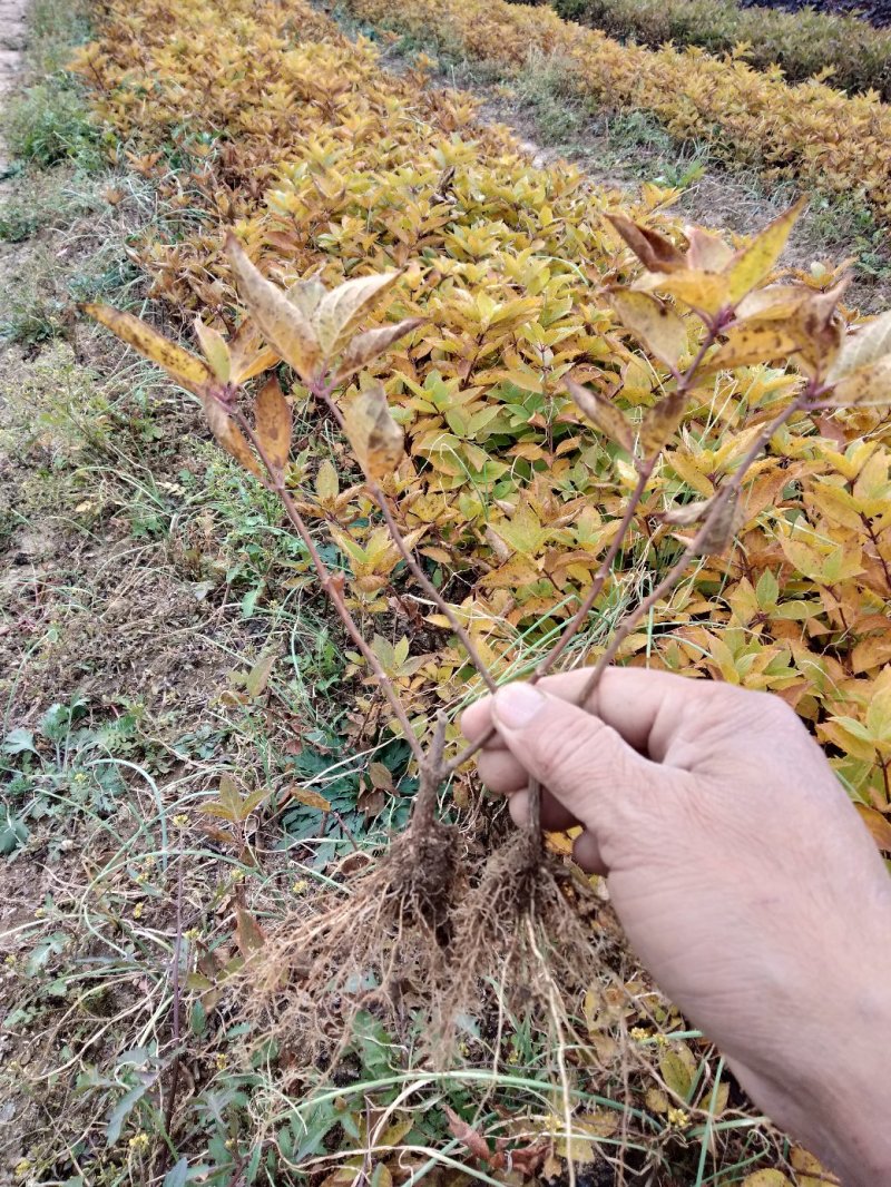 ]木绣球苗(大花水亚木)木绣球小苗木绣球工