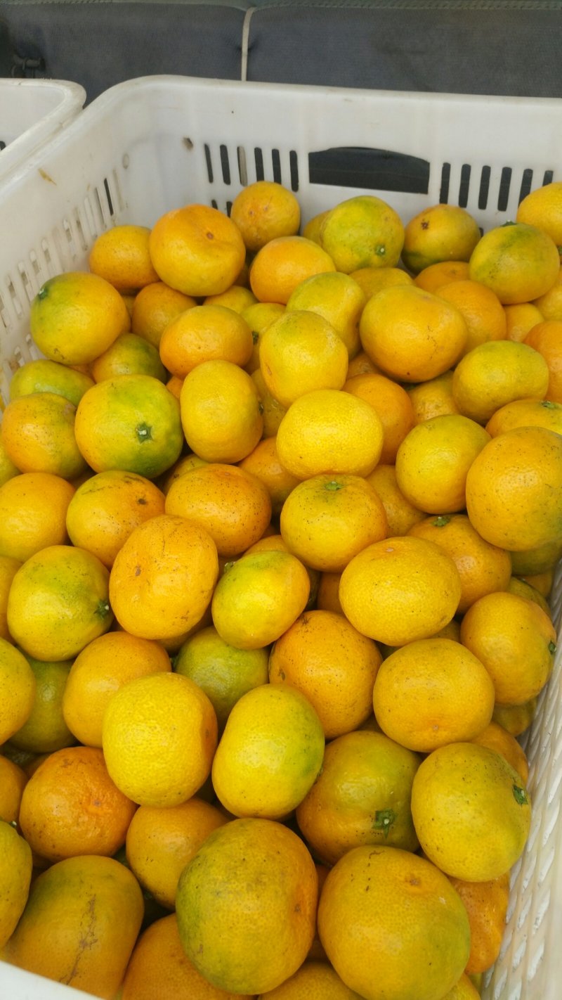 大量供应浙江台州涌泉蜜桔