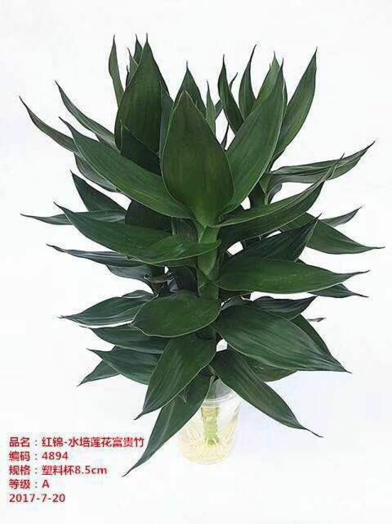 海南富贵竹基地批发红竹紫竹观音竹莲花竹水培竹带塑料杯发货