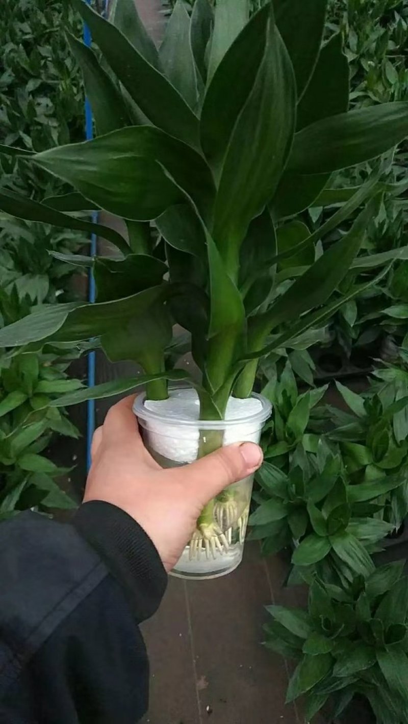 海南富贵竹基地批发红竹紫竹观音竹莲花竹水培竹带塑料杯发货
