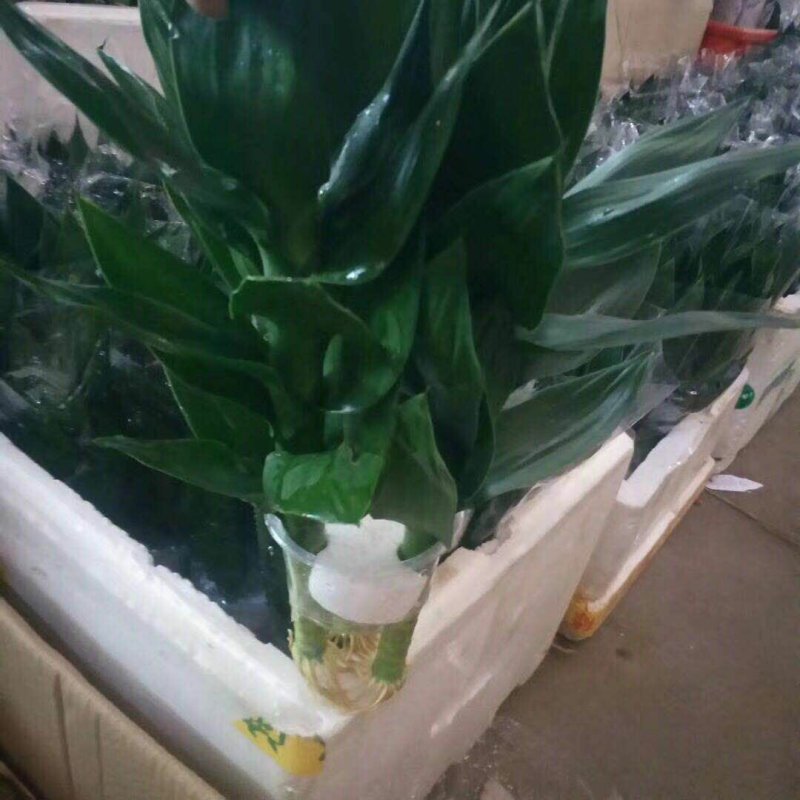 海南富贵竹基地批发红竹紫竹观音竹莲花竹水培竹带塑料杯发货