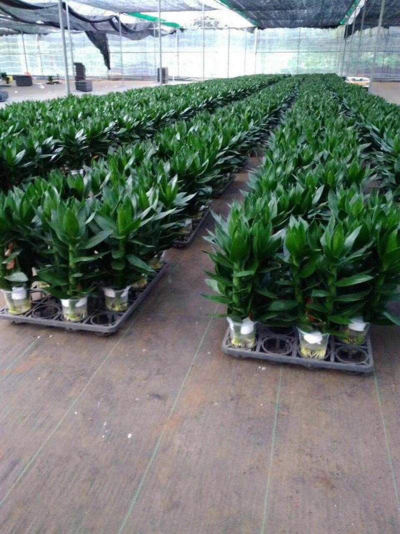 海南富贵竹基地批发红竹紫竹观音竹莲花竹水培竹带塑料杯发货