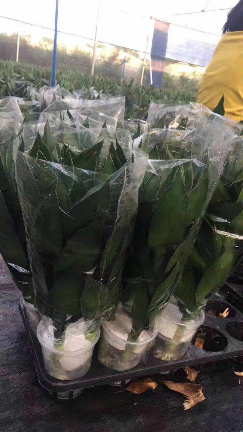海南富贵竹基地批发红竹紫竹观音竹莲花竹水培竹带塑料杯发货