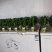 海南富贵竹基地批发红竹紫竹观音竹莲花竹水培竹带塑料杯发货