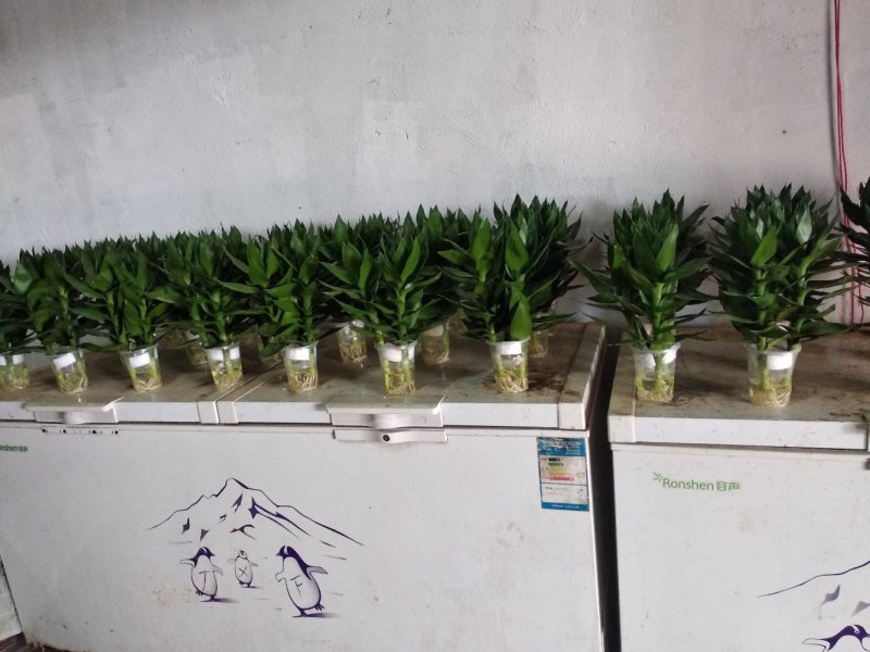 海南富贵竹基地批发红竹紫竹观音竹莲花竹水培竹带塑料杯发货