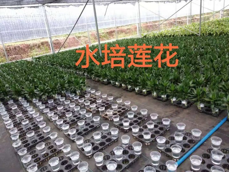 海南富贵竹基地批发红竹紫竹观音竹莲花竹水培竹带塑料杯发货