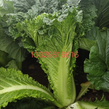 秋绿60青麻叶