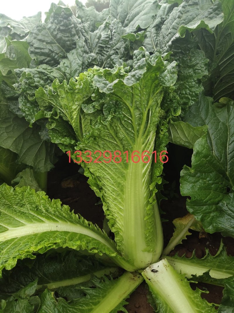秋绿60青麻叶