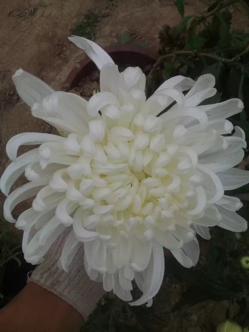 菊花