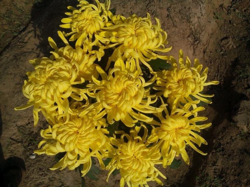 菊花