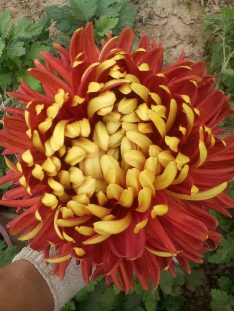 菊花