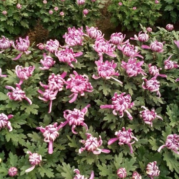 菊花