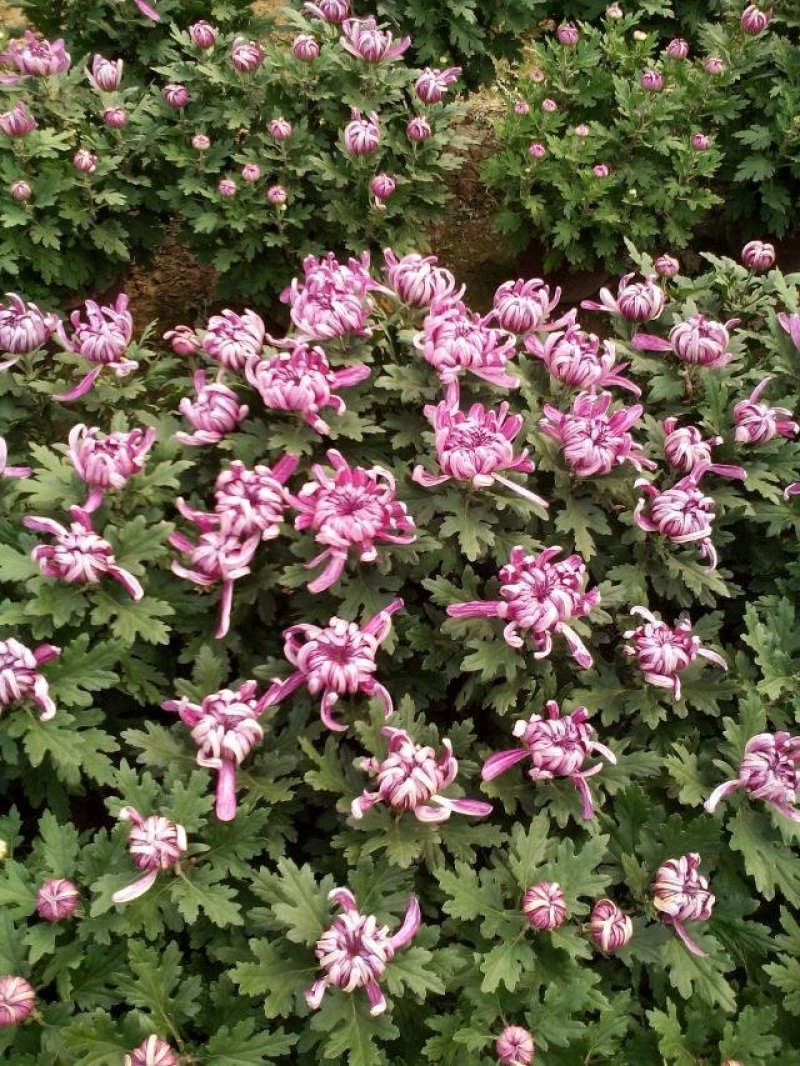 菊花