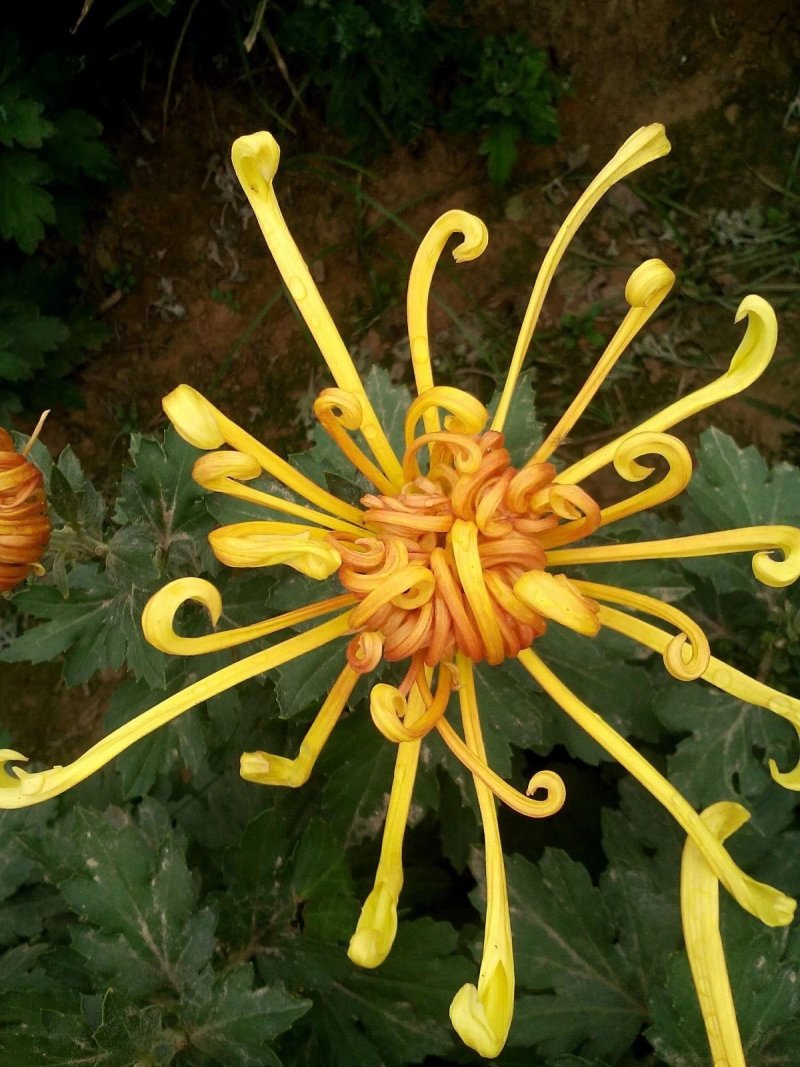 菊花