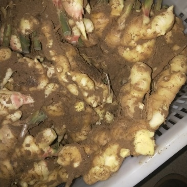 生姜