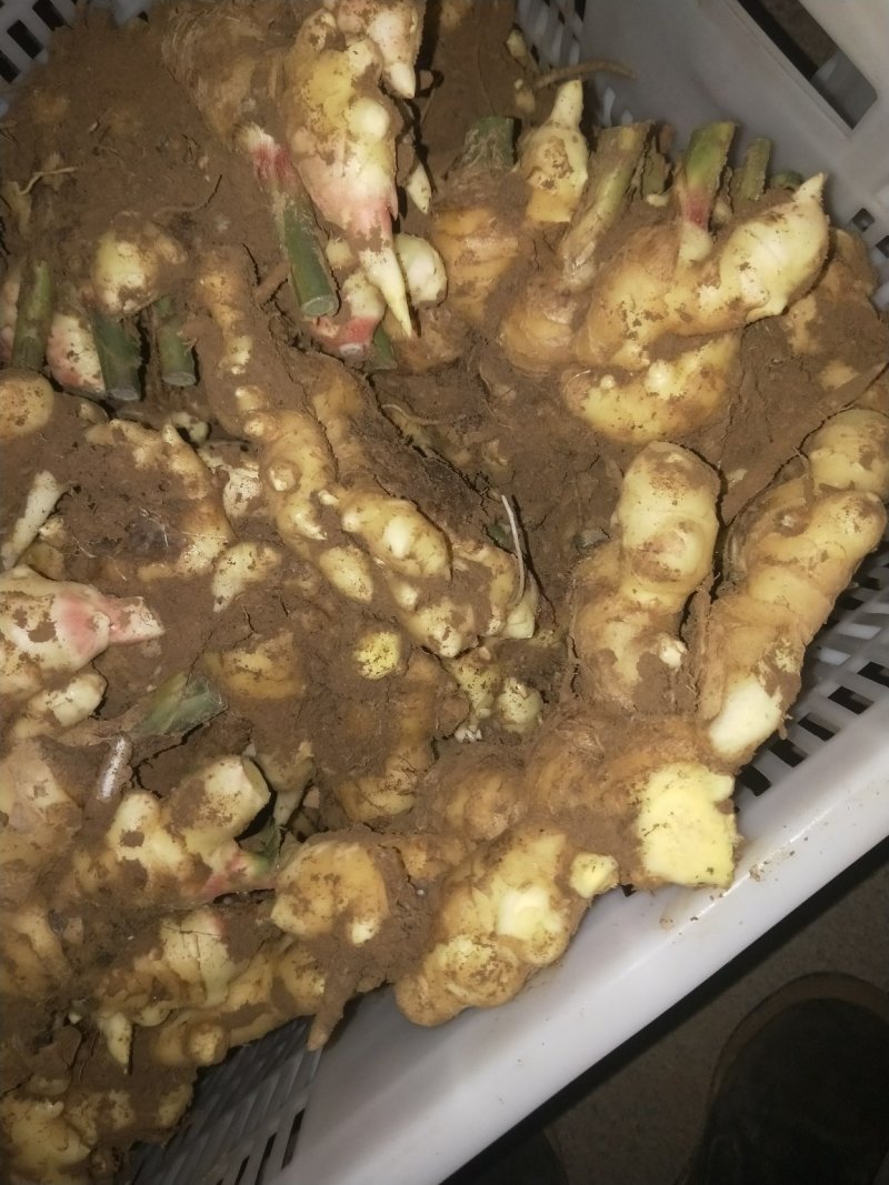 生姜