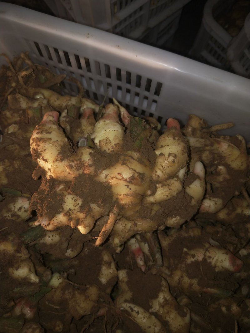 生姜
