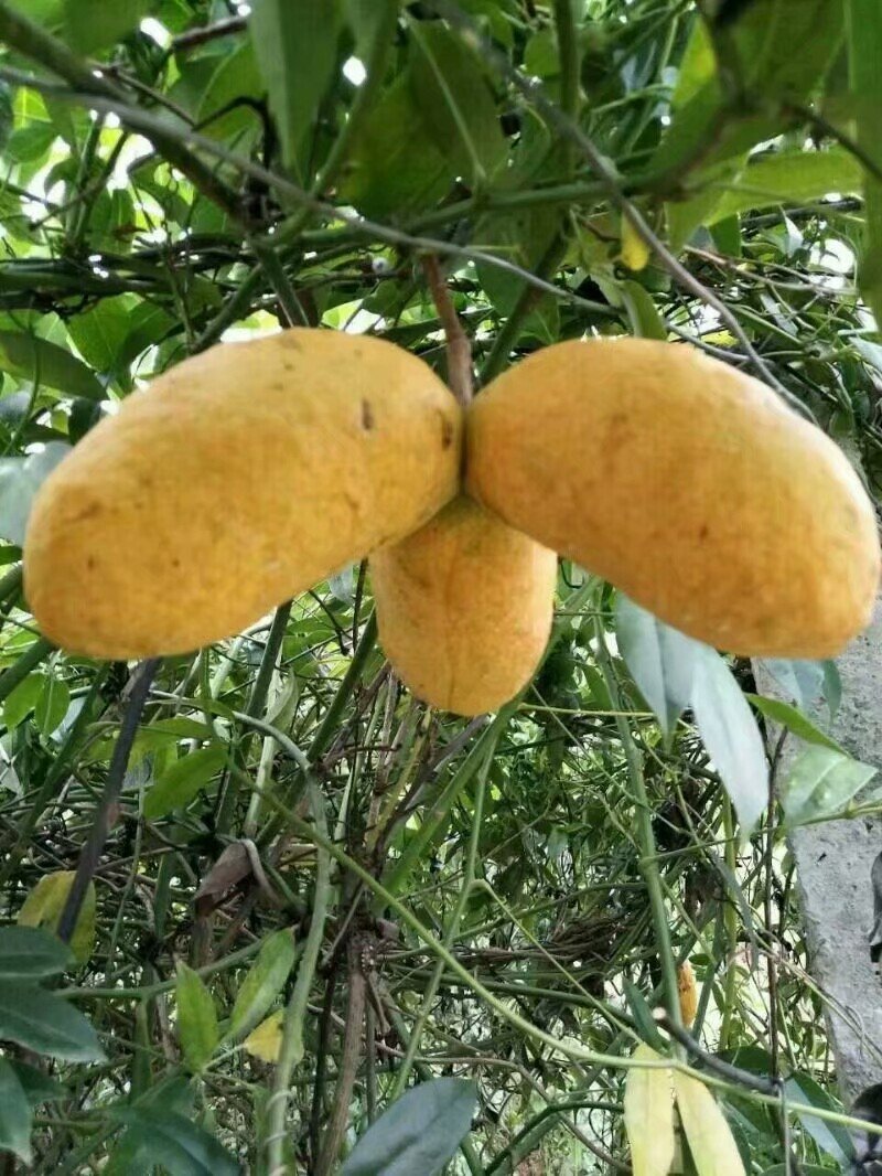 优质九月黄苗，一年两年苗都有