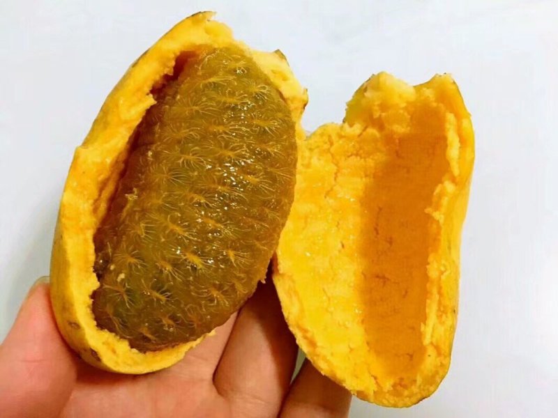 优质九月黄苗，一年两年苗都有