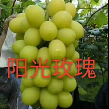 阳光玫瑰苗，山东霖源苗木培育基地，品种纯正，假一赔十
