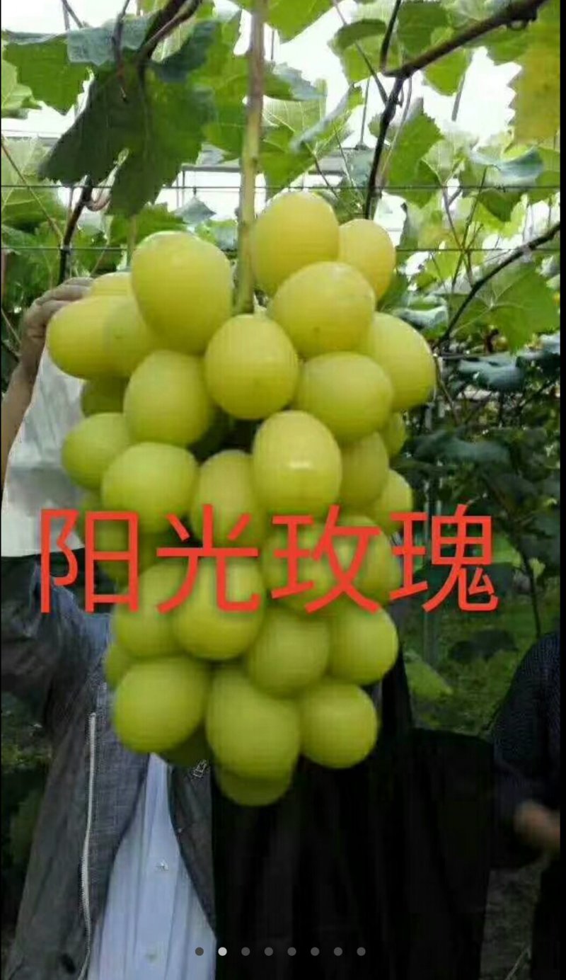 阳光玫瑰苗，山东霖源苗木培育基地，品种纯正，假一赔十