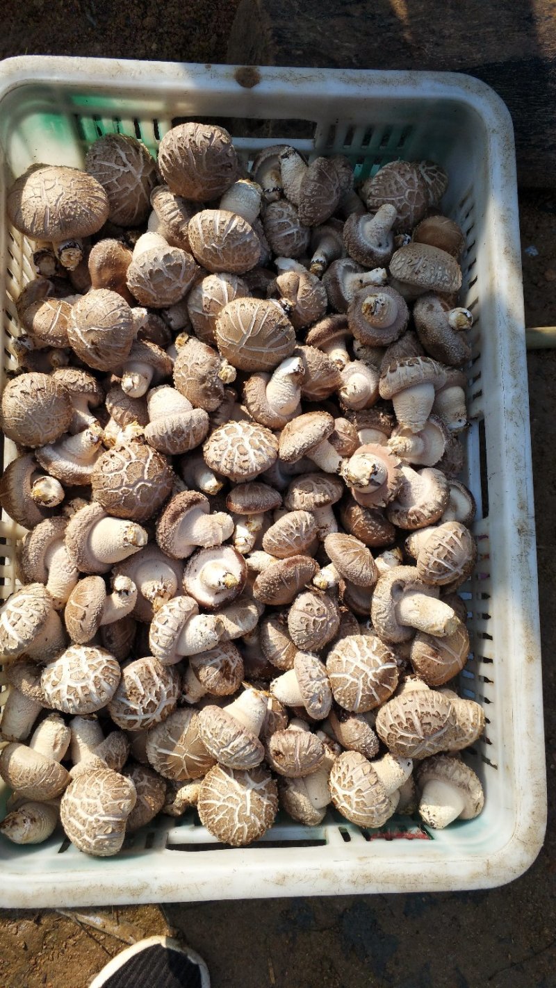 香菇精品