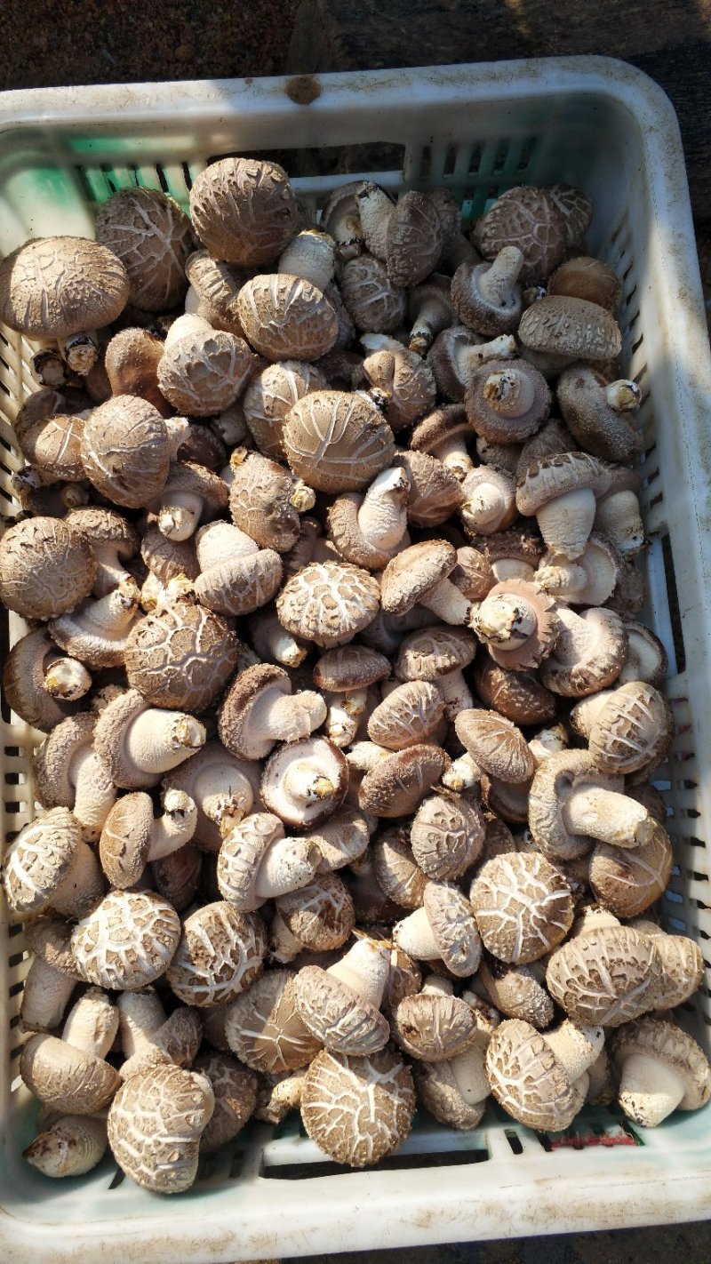 香菇精品