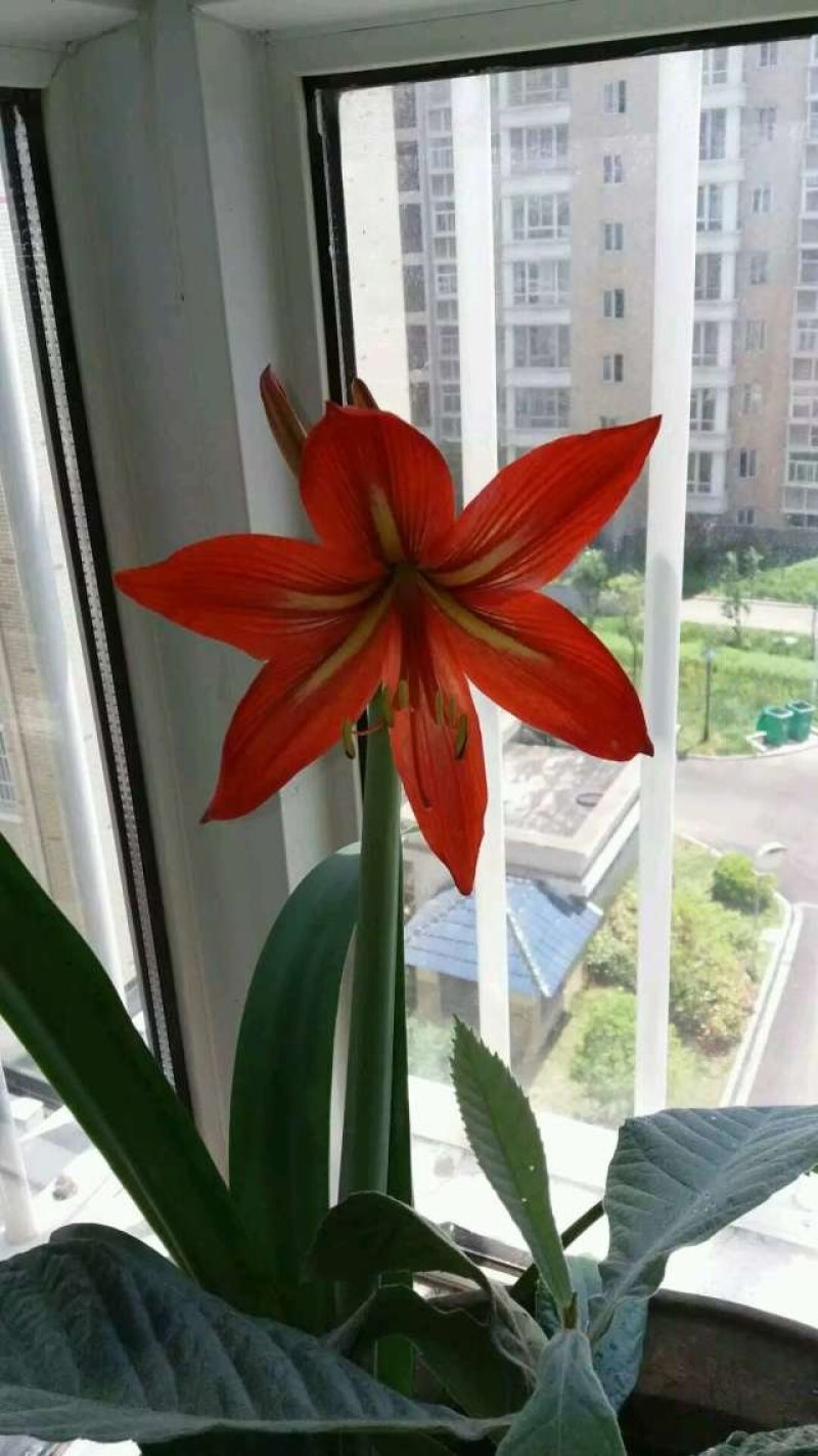 对子莲