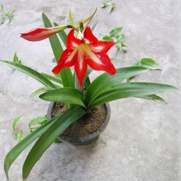 对子莲