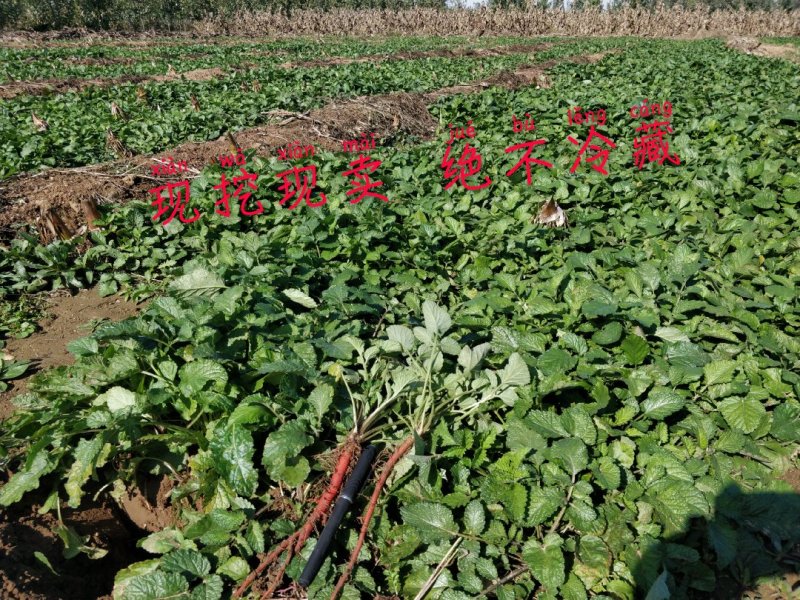 丹参苗山东产地基地直供新鲜(包含量)