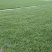四川小叶麦冬苗大量上市全面供货品质保障价格可谈