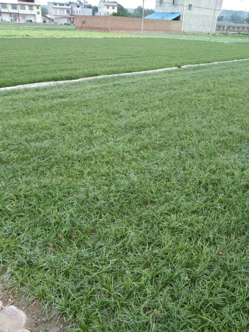 四川小叶麦冬苗大量上市全面供货品质保障价格可谈