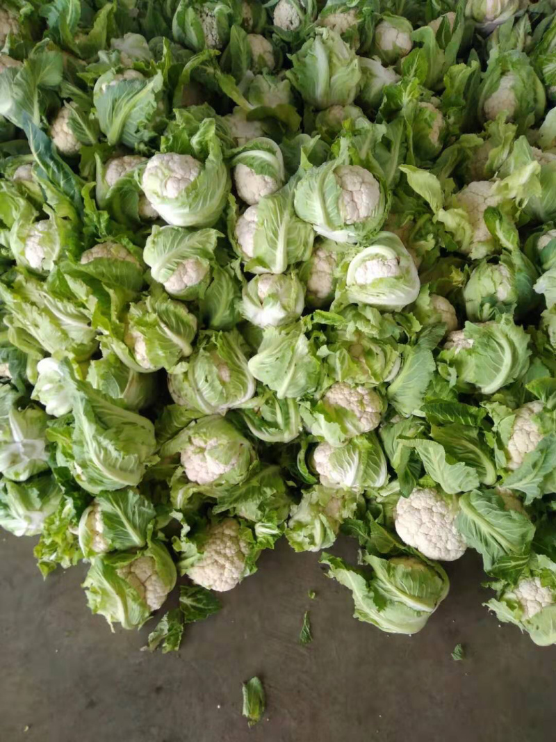 【推荐】紧花松花菜全国代发菜价实时更新对接商超