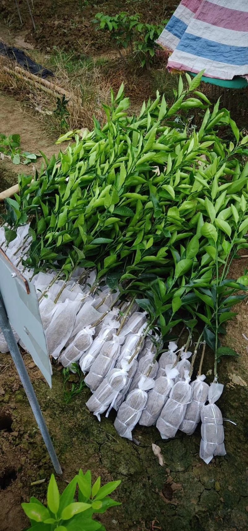沃柑苗高产量，无核沃柑正品嫁接苗苗圃直销包技术指导