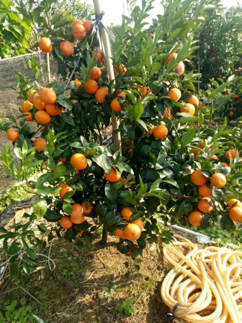 沃柑苗高产量，无核沃柑正品嫁接苗苗圃直销包技术指导