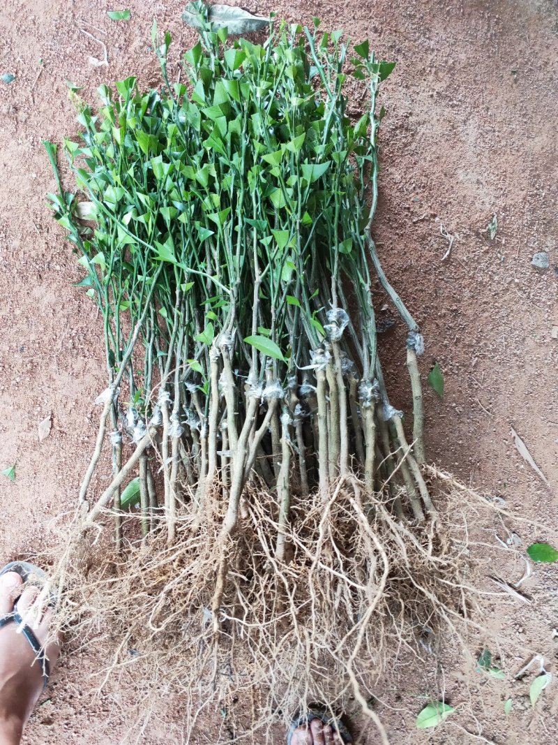 沃柑苗高产量，无核沃柑正品嫁接苗苗圃直销包技术指导