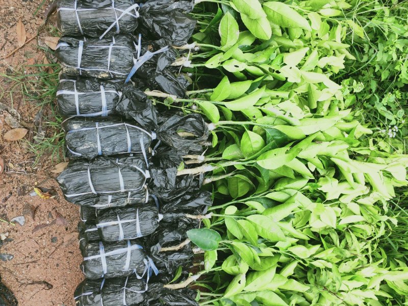 沃柑苗高产量，无核沃柑正品嫁接苗苗圃直销包技术指导