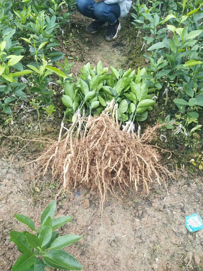 沃柑苗高产量，无核沃柑正品嫁接苗苗圃直销包技术指导